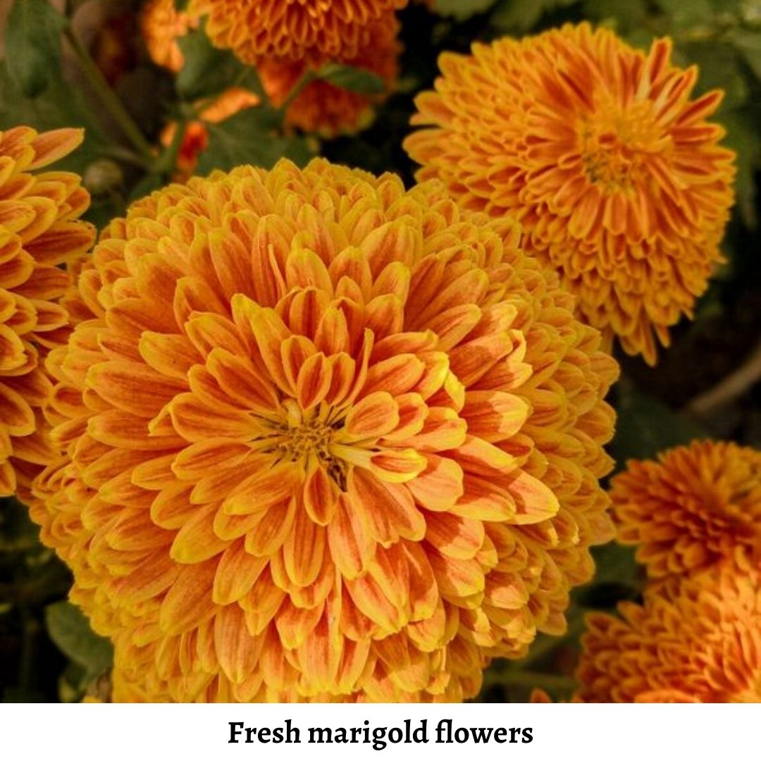 immerse-in-the-magic-of-paper-marigold-flowers-2