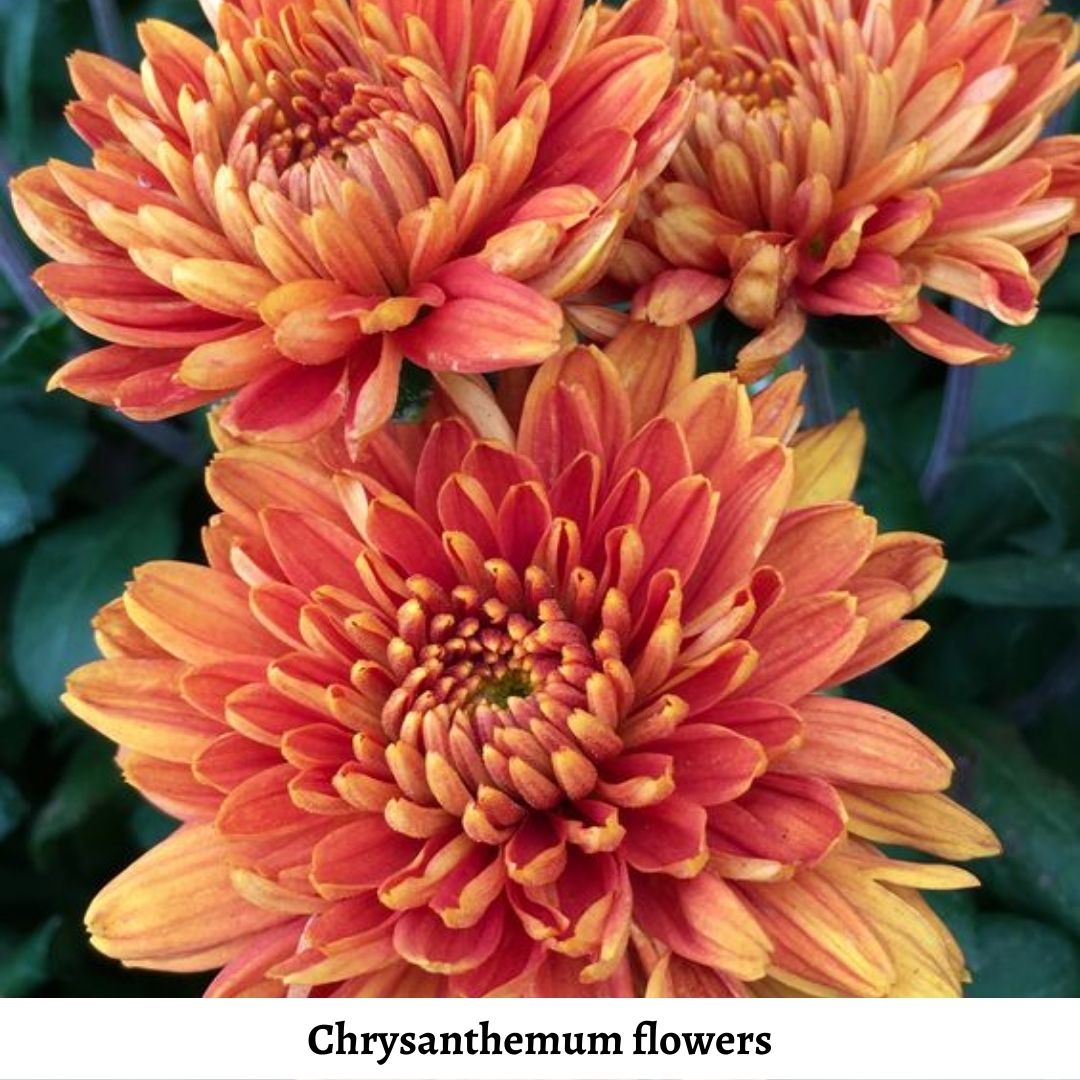chrysathemum-flowers-for-13th-wedding-year-4