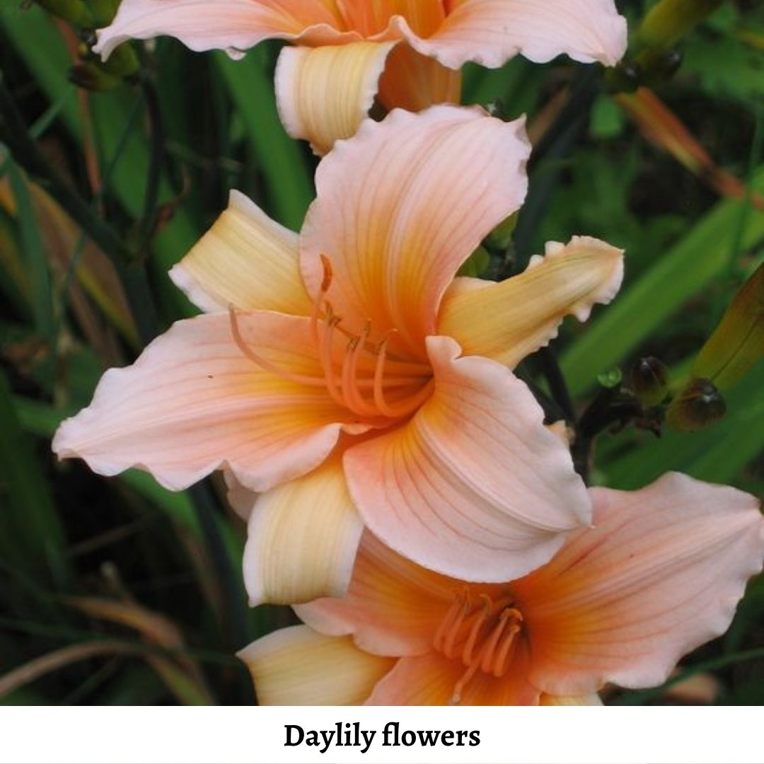 daylily-for-20th-wedding-anniversary-7