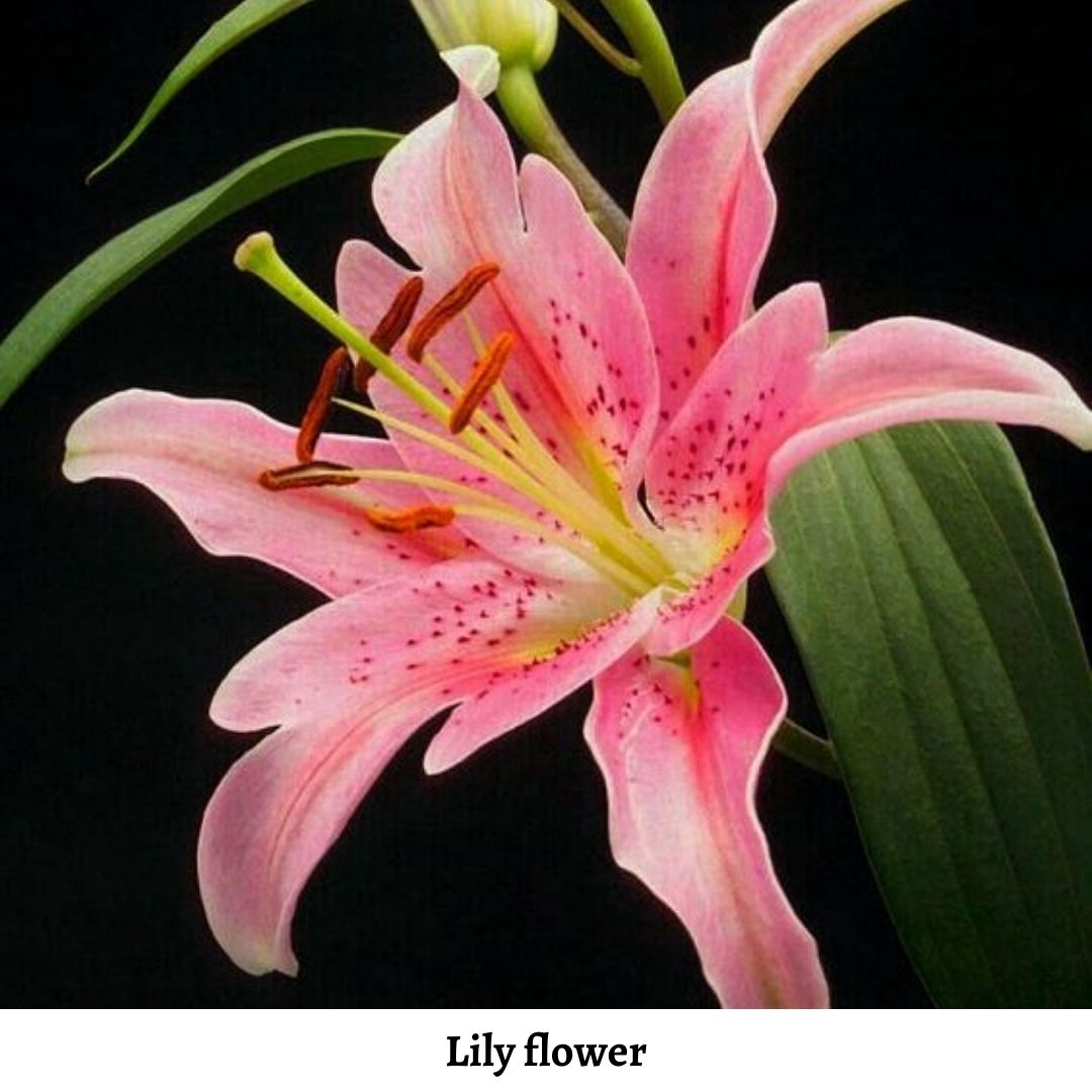 the-versatility-of-pretty-paper-lily-flowers-2