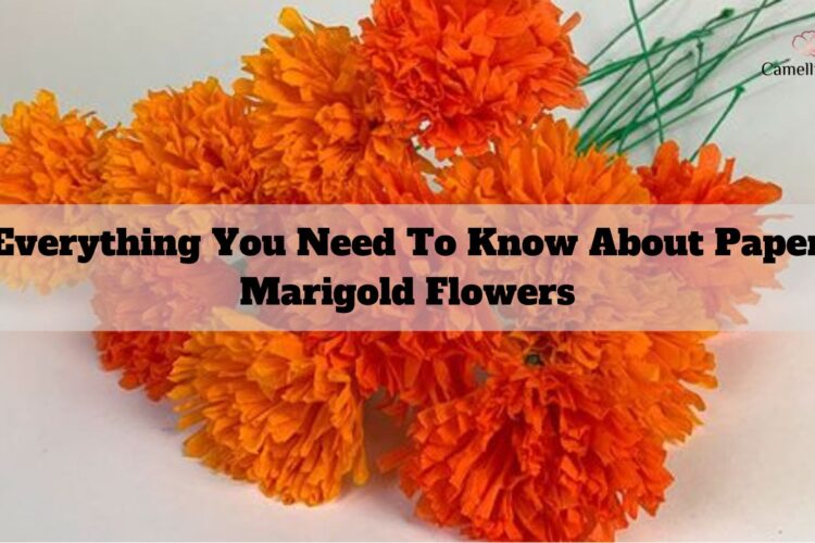 everything-you-need-to-know-about-paper-marigold-flowers-1